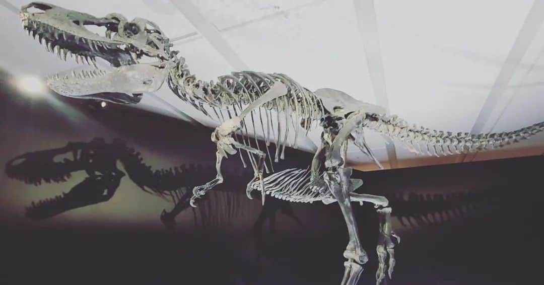 鶴あいかさんのインスタグラム写真 - (鶴あいかInstagram)「#DinoScience #恐竜科学博  ⁡楽しかったー！⁡  ⁡そんなに詳しくないけど、やっぱり実寸大の恐竜の標本を目の前にすると圧倒的で、展示会は図鑑じゃ味わえない感動があるんですよね。⁡ ⁡ ここまでの規模で開催できるのは今年が最後かもしれないと聞いて寂しい気持ちです。⁡ ⁡本当に行けて良かった✨⁡ ⁡⁡ ⁡次はどこで  #恐竜 に会えるかなぁ🦕   ⁡ ⁡⁡ ⁡」9月4日 23時06分 - tsuru_aika