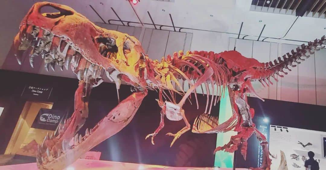 鶴あいかさんのインスタグラム写真 - (鶴あいかInstagram)「#DinoScience #恐竜科学博  ⁡楽しかったー！⁡  ⁡そんなに詳しくないけど、やっぱり実寸大の恐竜の標本を目の前にすると圧倒的で、展示会は図鑑じゃ味わえない感動があるんですよね。⁡ ⁡ ここまでの規模で開催できるのは今年が最後かもしれないと聞いて寂しい気持ちです。⁡ ⁡本当に行けて良かった✨⁡ ⁡⁡ ⁡次はどこで  #恐竜 に会えるかなぁ🦕   ⁡ ⁡⁡ ⁡」9月4日 23時06分 - tsuru_aika