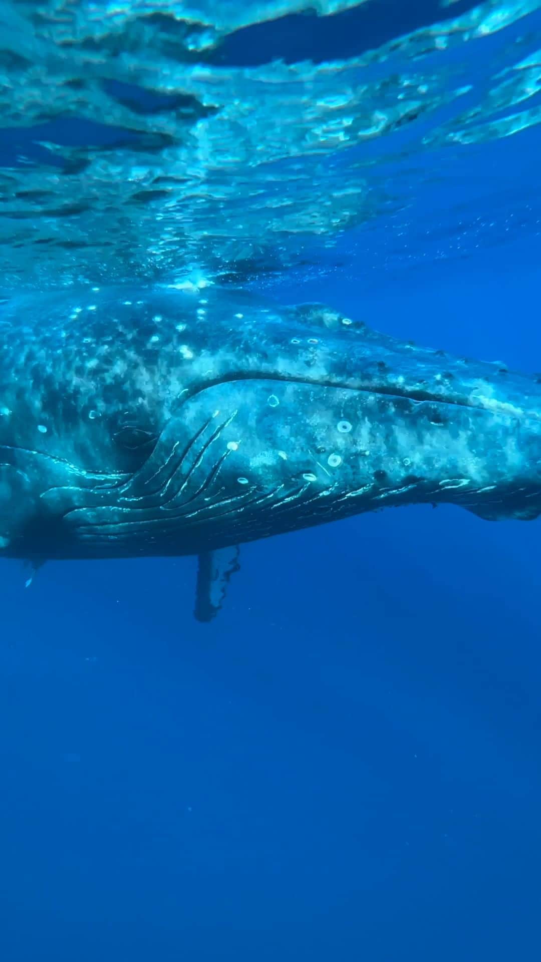 Discoveryのインスタグラム：「🎥 + 💭 by @nadia.aly.photo  An extraordinary privilege to witness the grace of humpback whales in their ocean home. A week ago, an unforgettable moment unfolded in Tonga during one of my Humpback Swims Expeditions. This humpback companion, after a playful rendezvous, peacefully drifted into slumber in our presence. The trust and connection shared were profound, allowing this gentle giant to rest peacefully as we swam beside her. Grateful for these precious encounters that remind us of the wonders of nature. 🐋💙 DM me if you want to join in 2024!  #HumpbackMagic #OceanConnection #WhaleWisdom #MarineMonday」