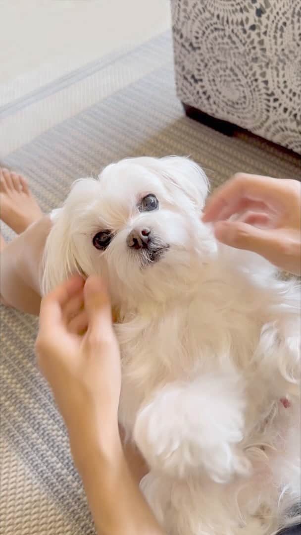 hi.arodのインスタグラム：「Dog lovers can relate to this☝️😁 #maltese #doglover #fyp #dog #doggo #reelsinstagram #reelvideo #dogvideos #foryou #relate #fordoglovers #thisisyou #whatdoyouthink #dogoftheday」