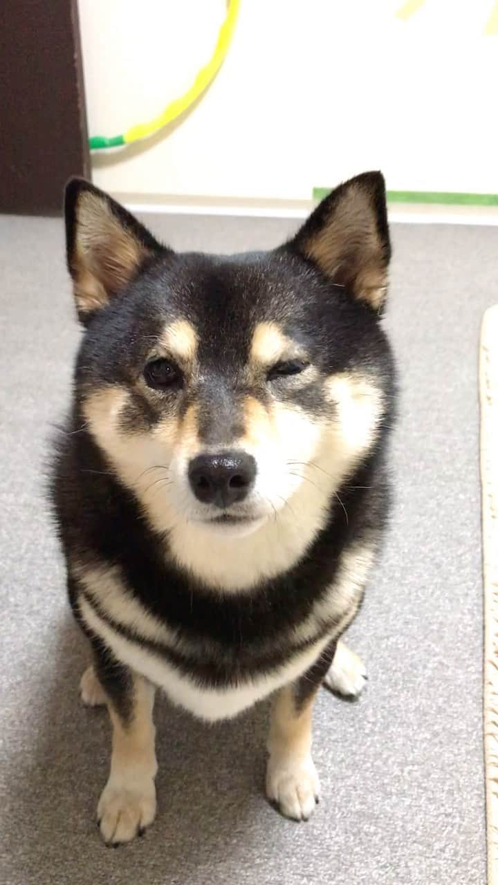 吾子のインスタグラム：「・ ・ 😉ウインク🐶❤️ ・ ・ あこわんできるんだよ❤️ ・ できない人いるよねー🐶✨ ・ ・ ・ ・ ・ #5年前のあこわん #歳とったかな🐶❓ #sapporo  ・ 北海道の柴犬 #柴北会 の皆ワン🐶暑い日は水いっぱい飲もう〜🐶✨ ・ #adorable #instadog#shibainu#dog#柴犬ライフ #instashiba#柴犬マニア #9gag #barked #kuroshiba#socute #cutedog#いぬのきもち #黒柴 #dogstagram_japan」