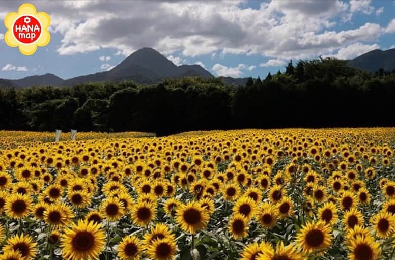 はなまっぷ❁日本の花風景さんのインスタグラム写真 - (はなまっぷ❁日本の花風景Instagram)「🌸はなまっぷ🌸 *  @____riisa26 さんの 花のある風景に花まるを💮 * 南昌山を背景に一面に咲くひまわり畑をありがとうございます😊🌸 * #岩手　#煙山ひまわりパーク Kemyama Sunflower Park, Iwate Pref. * ひまわりの花言葉 あこがれ、あなただけを見つめる * #はなまっぷ #日本の美しい花風景#花のある風景#花#花言葉 #ひまわり#岩手#煙山ひまわりパーク#ヒマワリ#向日葵#sunflower#夏#南昌山 * いつも素敵なお花をありがとうございます😊 ※見頃が過ぎている花、終わっている花もご紹介させていただいています。 * 🌸••••••お知らせ••••••🌸 * 花風景検索サイト　はなまっぷ https://hanamap.com 🔍「はなまっぷ」または @hanamap プロフィール欄から ぜひご覧ください * 📖🌸📖🌸📖🌸📖🌸📖 四季の花々を訪ねていきたい にっぽんの花地図 好評発売中📘 📖🌸📖🌸📖🌸📖🌸📖」9月4日 23時31分 - hanamap