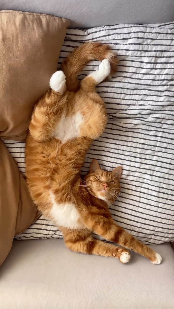 Fresh Stepのインスタグラム：「When your cat thinks the 3-day weekend is for them.  Video courtesy of @shimon.the.cat .  #catsofinstagram #orangecat #orangetabby #catvideos #labordayweekend #freshstep #freshsteplitter」