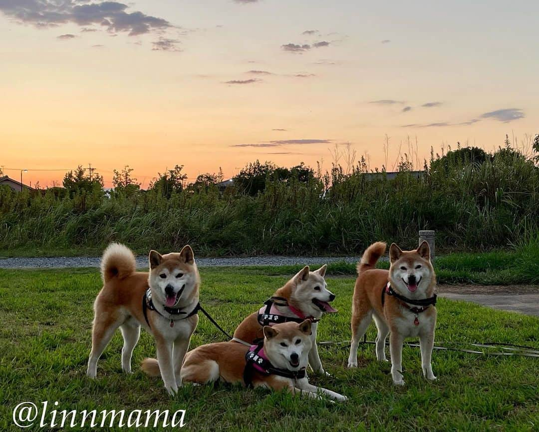 linnmamaのインスタグラム：「夕焼け柴とあさんぽ柴🐾〜①昨日の夕方散歩〜遅く出発したらすぐに日が暮れ始めて夕焼けが綺麗でした〜日が暮れるの早くなりましたね😊〜②今朝、翔の足の復調具合を見るため動画を撮りました🎥〜ふつうに歩けているようでよかったぁ🙌〜耳も今日は気にしてる様子はないです😊〜このまま良くなってくれますように🙏 ＊ ＊ ＊ #柴犬#dog #柴犬凜の勇気凜々every day #多頭飼い #shibastagram #my_eos_photo #eosr6#eosr10 #ドッグフォトグラファーズ #iphone12#iphone12promax #夕方散歩 #夕焼け #あさんぽ」