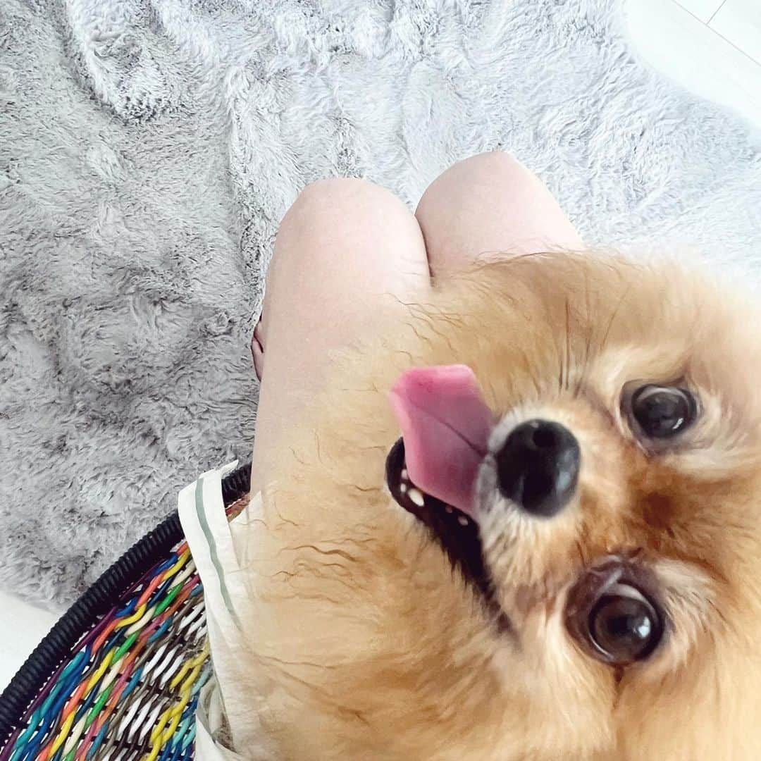 渡辺真実絵のインスタグラム：「_ さく🐶思ってたよりかわいかった🌸笑  初めて降りた海老名はとーっても長閑で旅行か合宿に来たみたいだった🌻🍉🌳し、ローカルな焼肉屋もまた美味しかった🥩🤤✨💖  また(ポケ)合宿行くね🥺💞  #ぽめ #海老名さくら #えりたつハウス #えりの部屋 #半田めん物語 #魔除けありがとう🥺笑」