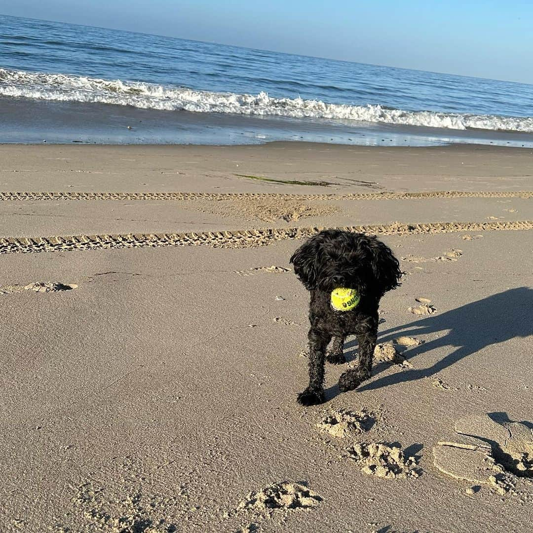 ステファニー・プラットさんのインスタグラム写真 - (ステファニー・プラットInstagram)「Beach boy from Essex 🐶😍🇬🇧🇺🇸」9月5日 2時00分 - officialstephpratt