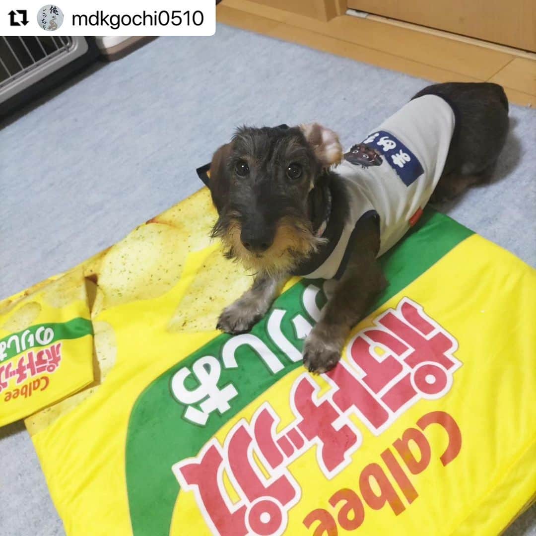 Caluluさんのインスタグラム写真 - (CaluluInstagram)「カルビーのペットベッドとおもちゃを沢山ありがとうございます🥰 ...