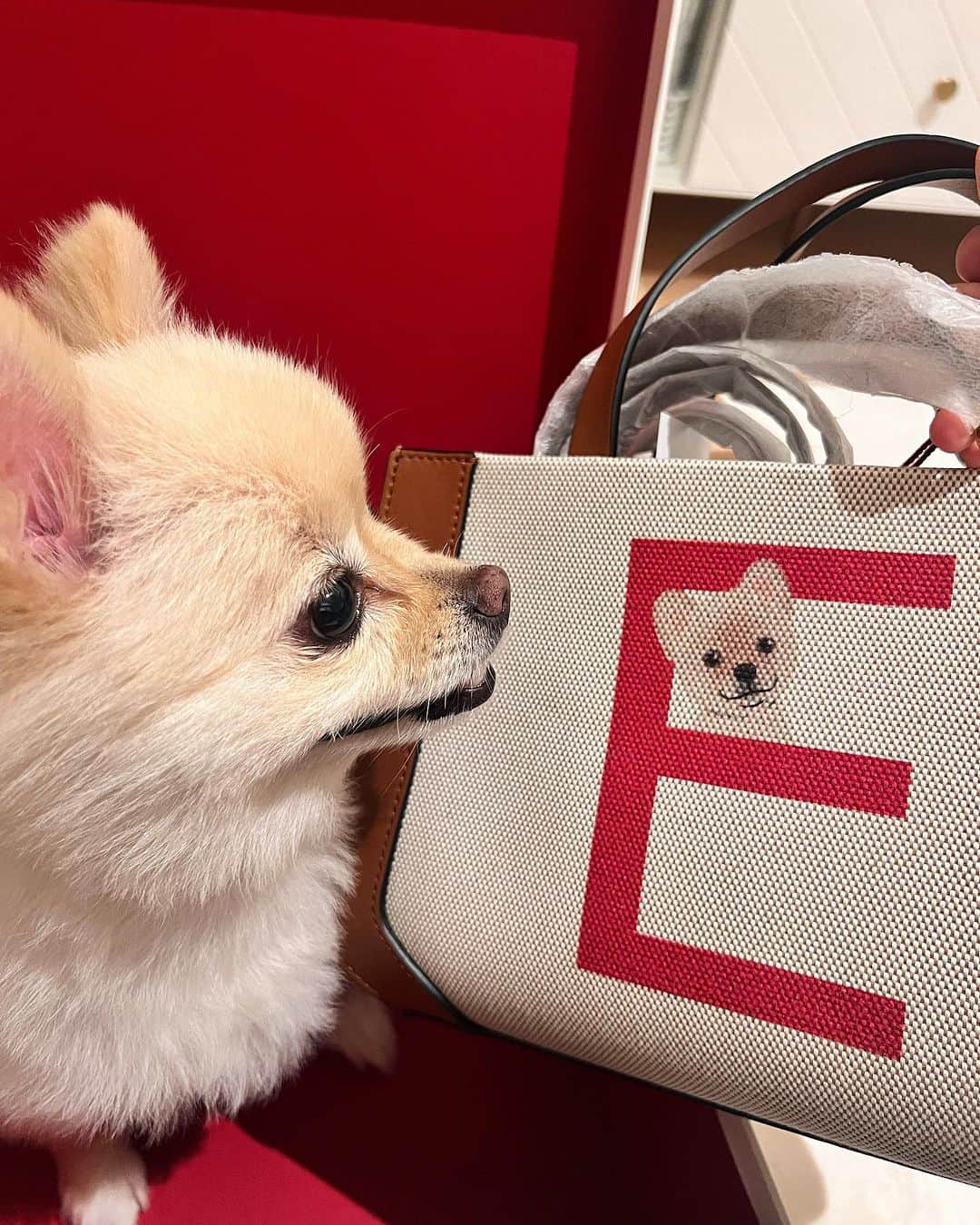 飛鳥凛さんのインスタグラム写真 - (飛鳥凛Instagram)「ストーリーズでは載せたけどフィード投稿にも🥺💕  私の誕生日にずーっと悩んでいた #valentino のペットシリーズバックを頼んでいたのですがやっと順番が回ってきて届きました！！！ イブちゃんの写真を3枚送っていたのでどんなのが届くかわからなかったんだけどそっくりな似顔絵が到着して最高に幸せです🐶✨  そして母と六本木にあるペットと一緒に鉄板焼きが食べれる#やさいや六本木 に行きました🍖愛犬のお肉も一緒に焼いてくれてイブちゃんも終始幸せそうでした🥹 山ほど食べて定員さんにも優しく声掛けしてもらった犬ちゃんは最後に爆睡してしまいました笑  リラックス出来る空間だったのでまた行きたいなー。 ここしばらくの趣味はペット可店巡りです🐶🍽️  #ヴァレンティノ #ペット可 #六本木グルメ #いぬすたぐらむ #チワポメ #愛犬ご飯」9月5日 12時12分 - rin_asuka0328