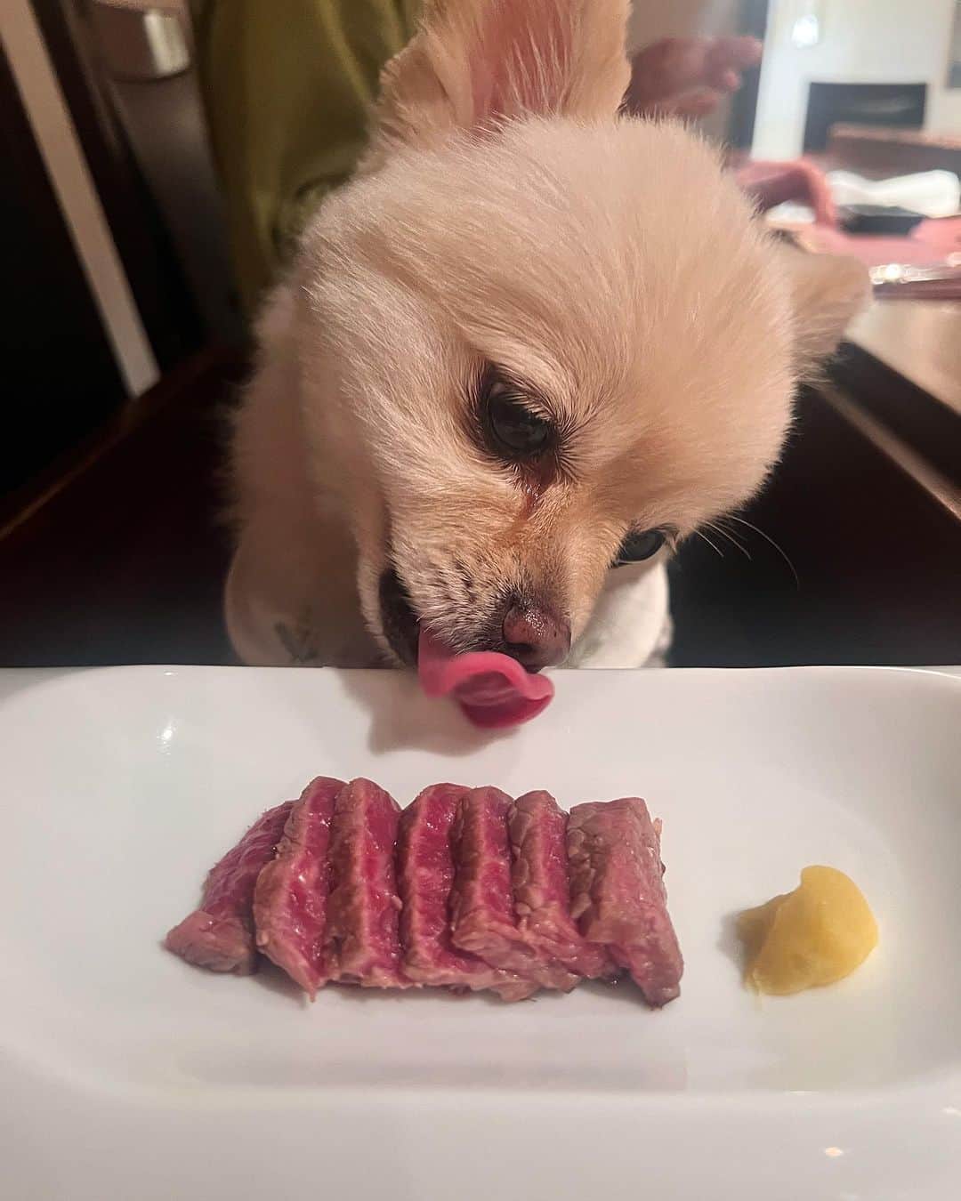 飛鳥凛さんのインスタグラム写真 - (飛鳥凛Instagram)「ストーリーズでは載せたけどフィード投稿にも🥺💕  私の誕生日にずーっと悩んでいた #valentino のペットシリーズバックを頼んでいたのですがやっと順番が回ってきて届きました！！！ イブちゃんの写真を3枚送っていたのでどんなのが届くかわからなかったんだけどそっくりな似顔絵が到着して最高に幸せです🐶✨  そして母と六本木にあるペットと一緒に鉄板焼きが食べれる#やさいや六本木 に行きました🍖愛犬のお肉も一緒に焼いてくれてイブちゃんも終始幸せそうでした🥹 山ほど食べて定員さんにも優しく声掛けしてもらった犬ちゃんは最後に爆睡してしまいました笑  リラックス出来る空間だったのでまた行きたいなー。 ここしばらくの趣味はペット可店巡りです🐶🍽️  #ヴァレンティノ #ペット可 #六本木グルメ #いぬすたぐらむ #チワポメ #愛犬ご飯」9月5日 12時12分 - rin_asuka0328