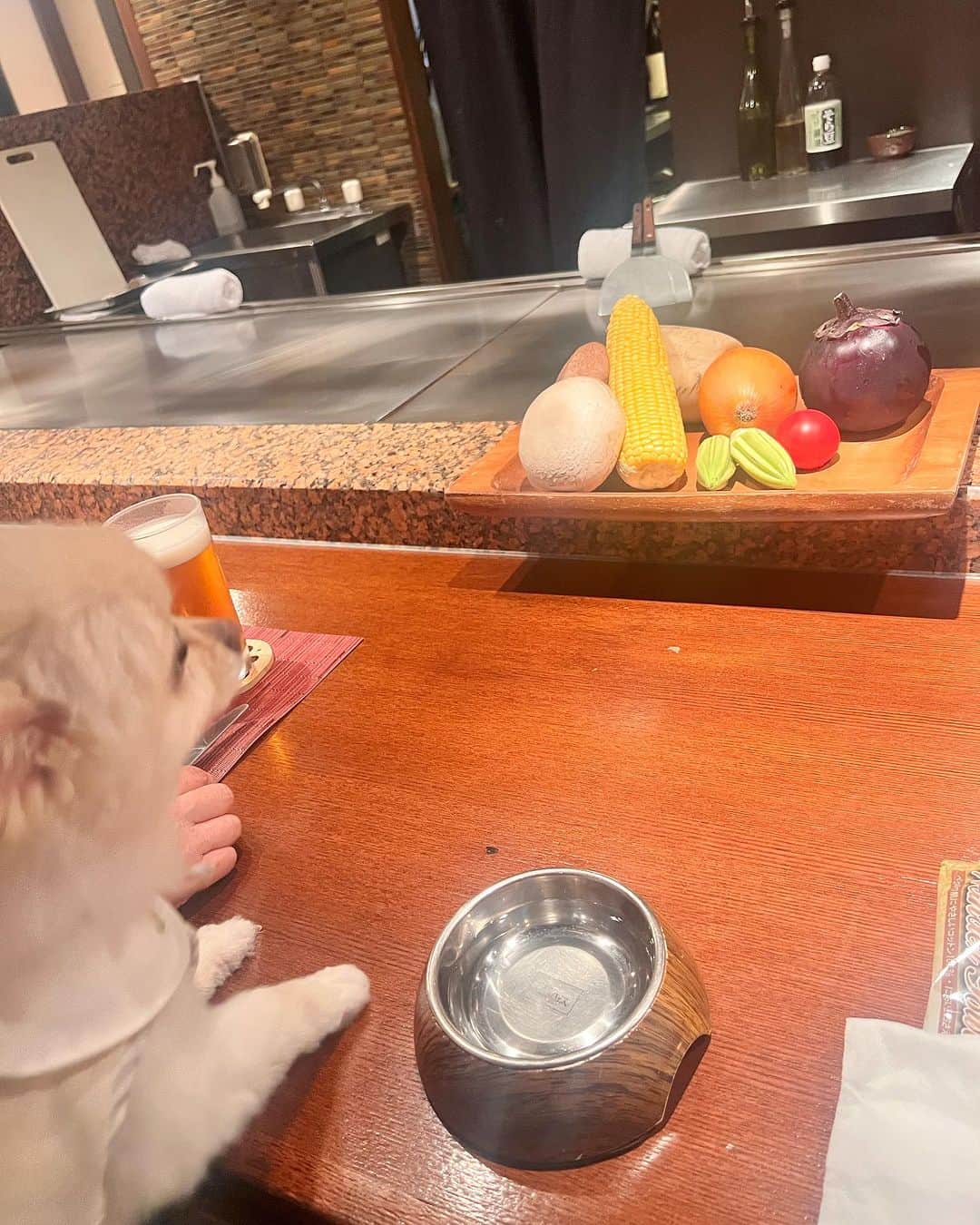 飛鳥凛さんのインスタグラム写真 - (飛鳥凛Instagram)「ストーリーズでは載せたけどフィード投稿にも🥺💕  私の誕生日にずーっと悩んでいた #valentino のペットシリーズバックを頼んでいたのですがやっと順番が回ってきて届きました！！！ イブちゃんの写真を3枚送っていたのでどんなのが届くかわからなかったんだけどそっくりな似顔絵が到着して最高に幸せです🐶✨  そして母と六本木にあるペットと一緒に鉄板焼きが食べれる#やさいや六本木 に行きました🍖愛犬のお肉も一緒に焼いてくれてイブちゃんも終始幸せそうでした🥹 山ほど食べて定員さんにも優しく声掛けしてもらった犬ちゃんは最後に爆睡してしまいました笑  リラックス出来る空間だったのでまた行きたいなー。 ここしばらくの趣味はペット可店巡りです🐶🍽️  #ヴァレンティノ #ペット可 #六本木グルメ #いぬすたぐらむ #チワポメ #愛犬ご飯」9月5日 12時12分 - rin_asuka0328
