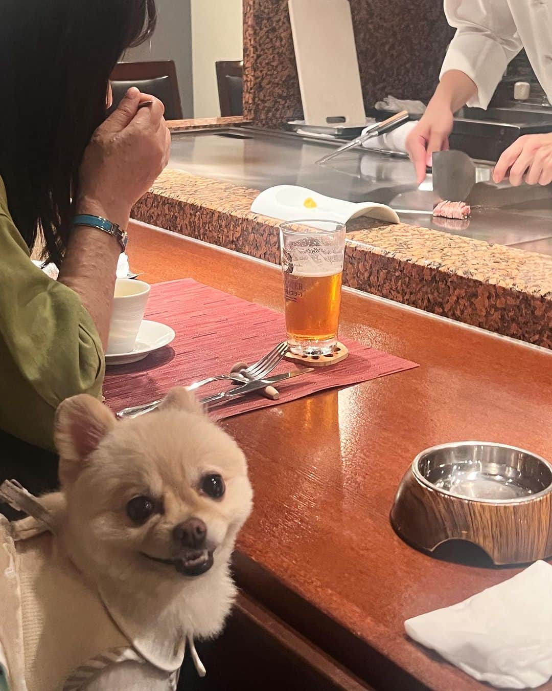 飛鳥凛さんのインスタグラム写真 - (飛鳥凛Instagram)「ストーリーズでは載せたけどフィード投稿にも🥺💕  私の誕生日にずーっと悩んでいた #valentino のペットシリーズバックを頼んでいたのですがやっと順番が回ってきて届きました！！！ イブちゃんの写真を3枚送っていたのでどんなのが届くかわからなかったんだけどそっくりな似顔絵が到着して最高に幸せです🐶✨  そして母と六本木にあるペットと一緒に鉄板焼きが食べれる#やさいや六本木 に行きました🍖愛犬のお肉も一緒に焼いてくれてイブちゃんも終始幸せそうでした🥹 山ほど食べて定員さんにも優しく声掛けしてもらった犬ちゃんは最後に爆睡してしまいました笑  リラックス出来る空間だったのでまた行きたいなー。 ここしばらくの趣味はペット可店巡りです🐶🍽️  #ヴァレンティノ #ペット可 #六本木グルメ #いぬすたぐらむ #チワポメ #愛犬ご飯」9月5日 12時12分 - rin_asuka0328