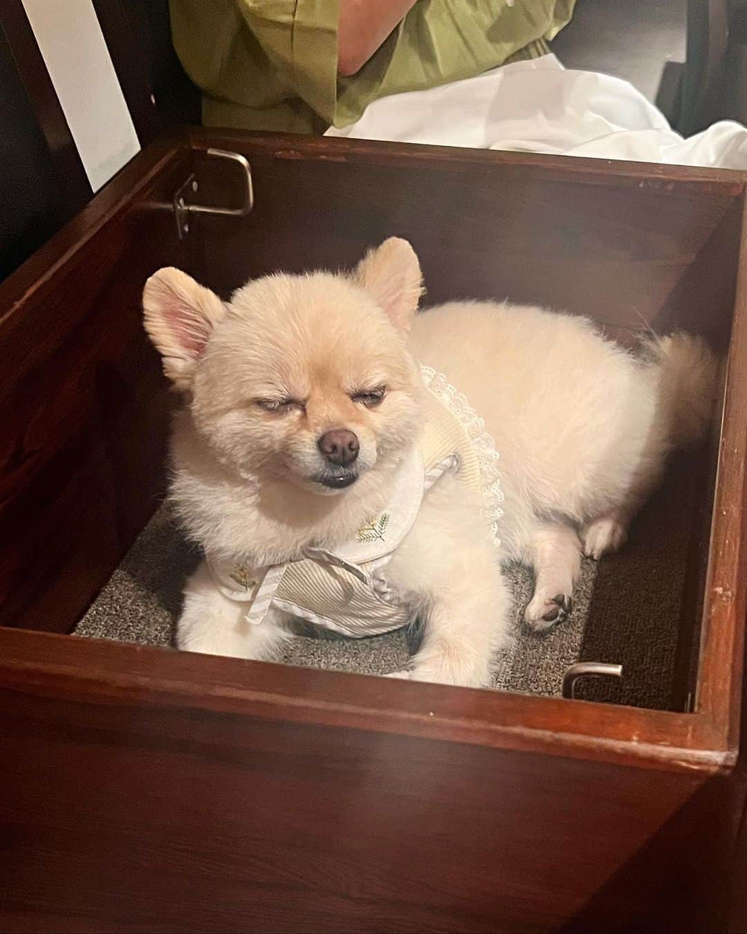 飛鳥凛さんのインスタグラム写真 - (飛鳥凛Instagram)「ストーリーズでは載せたけどフィード投稿にも🥺💕  私の誕生日にずーっと悩んでいた #valentino のペットシリーズバックを頼んでいたのですがやっと順番が回ってきて届きました！！！ イブちゃんの写真を3枚送っていたのでどんなのが届くかわからなかったんだけどそっくりな似顔絵が到着して最高に幸せです🐶✨  そして母と六本木にあるペットと一緒に鉄板焼きが食べれる#やさいや六本木 に行きました🍖愛犬のお肉も一緒に焼いてくれてイブちゃんも終始幸せそうでした🥹 山ほど食べて定員さんにも優しく声掛けしてもらった犬ちゃんは最後に爆睡してしまいました笑  リラックス出来る空間だったのでまた行きたいなー。 ここしばらくの趣味はペット可店巡りです🐶🍽️  #ヴァレンティノ #ペット可 #六本木グルメ #いぬすたぐらむ #チワポメ #愛犬ご飯」9月5日 12時12分 - rin_asuka0328