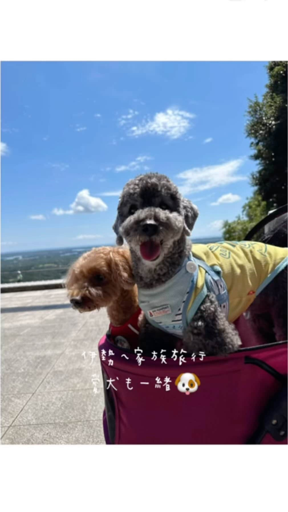 Yuika Matsuのインスタグラム：「伊勢旅行with愛犬🐶🚗 　 毎年恒例の家族旅行… 今回は愛犬と共に伊勢へ 行ってきましたー♡ 　 天候にも恵まれて最高の1泊2日！ 　 ルートとしては 朝一に ・「夫婦岩」のある「二見興玉神社」を参拝し、 ↓ ・伊勢神宮　下宮を参拝 ↓ ・伊勢神宮　内宮を参拝 ※伊勢神宮内にはワンちゃんは入れないけど 入り口に預ける箇所があるので 途中までは一緒に行けます✨ ↓ ・おかげ横丁でランチ ↓ ・お宿へ♡ もちろん愛犬も一緒 　 2日目 ・鳥羽マルシェ　道の駅みたいな感じ！ ここでお土産は大量買い ↓ ・横山展望台　絶景が楽しめます ↓ ・伊勢うどん ちとせ　"孤独のグルメ"で 紹介されてて大人気！ 見た目よりも食べやすく美味しい😋 ↓ ・Vison(ヴィソン)  お洒落で色んなお店があるよ！ 　　 ぜーんぶワンちゃんも一緒に 行けるからぜひ参考にしてみてください！  　 #横山展望台#三重県津市#三重県観光 #三重観光 #家族旅行#伊勢志摩 #伊勢#伊勢神宮 #伊勢旅行 #伊勢神宮おかげ横丁」