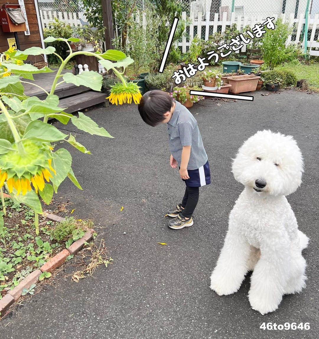 たまねぎのインスタグラム：「. . 雨でおじきをしちゃった向日葵くんに、 「おはようございます！」のご挨拶🤣  #standardpoodle #スタンダードプードル #poodle #いぬのいる生活 #大型犬 #いぬのきもち #犬と暮らす #いぬなしでは生きていけません  #生後6ヶ月 #同胎犬 #フランソワ王国出身 #大型犬との暮らし #しろくろ #ひまわり #挨拶」