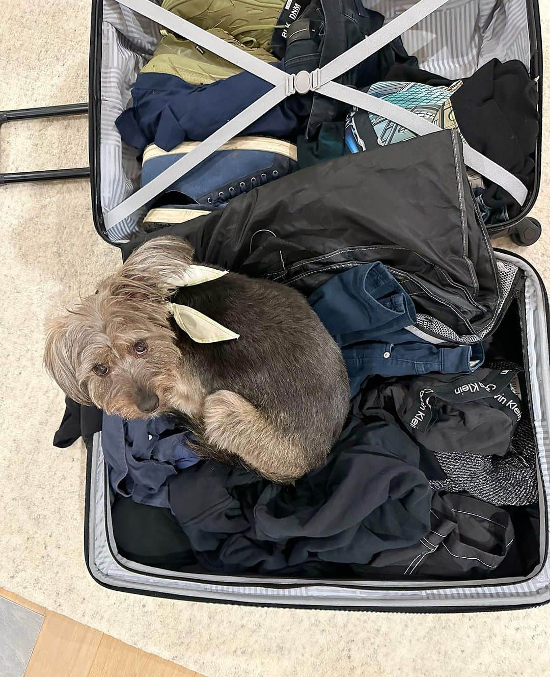 ジェームズ・ガンのインスタグラム：「Got home from out of town and as soon as I opened my suitcase #ozuthedog got on top of my dirty clothes and wouldn’t get out. I guess he didn’t want to take the chance I’d leave without him again.」