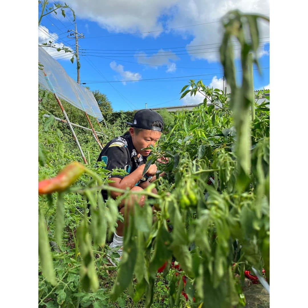 佐山万里菜さんのインスタグラム写真 - (佐山万里菜Instagram)「🍽#シェフ佐山 🍽 -夏野菜- 従姉妹の家の畑の無農薬夏野菜いただいて最高✨ めちゃくちゃ美味しい😍 やっぱり手作りって最強だなっ😍 畑………田んぼやりたいなぁ‼️ まずは、小さなくていいから畑やりたい✨ 今年の夏は激あつで、 まだまだ暑そーだ！！ 旬の物を食べるって大事✨ 夏野菜プレート🍽 夏野菜カレー🍛 . . 新生姜ある時に、 紅生姜第二弾✨ と青唐辛子醤油漬け‼️‼️ どっちも最高に美味しい💯  暑さに負けずに頑張ろっ👊  🎶今日を生きる　全ての人に 幸せだと思える瞬間がありますよーに🎶  #アスリート#筋肉 #腹筋 #トレーニング #減量#ダイエット#instagood #ライフスタイル #うまい #アスリート飯 #ダイエットメニュー  #料理  #節約 #いいね #食トレ#ヘルシーメニュー  #food #diet #good  #自炊 #簡単 #食事  #新生姜 #紅生姜 #夏」9月5日 7時13分 - sayama.19