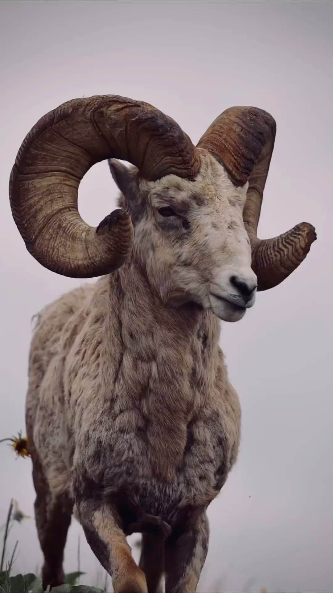Cute baby animal videos picsのインスタグラム：「The oldest Ram on the mountain 🏔️  Song : Left Me @skars check it out  - - Follow us @cutie.animals.page for more !! 💙 - - Credit 📸 @inthesemountains DM for removal)🙏🏻 - - #animals #nature #animal #pets #love #cute #wildlife #pet #cats #dog #photography #dogs #instagram #cat #naturephotography #of #photooftheday #dogsofinstagram #animallovers #wildlifephotography #petsofinstagram #birds #catsofinstagram #instagood #petstagram #art #animalsofinstagram #puppy #bird #bhfyp」