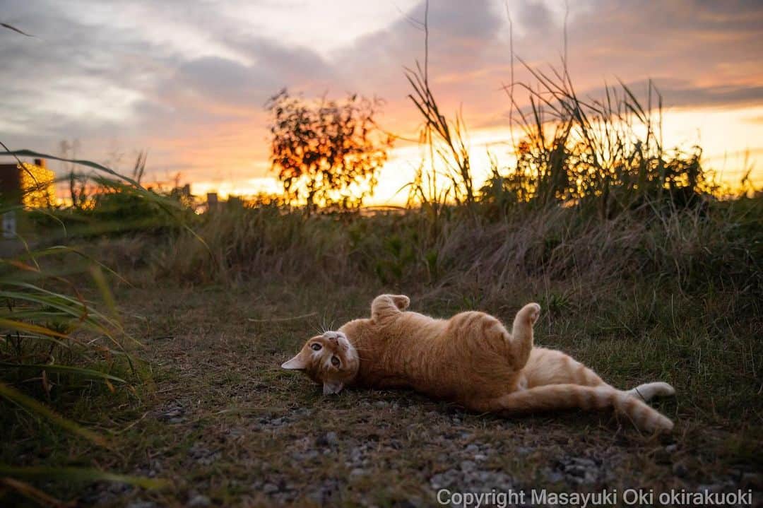Masayukiのインスタグラム：「夕暮れ時。  #cat #ねこ #猫 #東京カメラ部 #nekoclub  #yourshotphotographer  #my_eos_photo」
