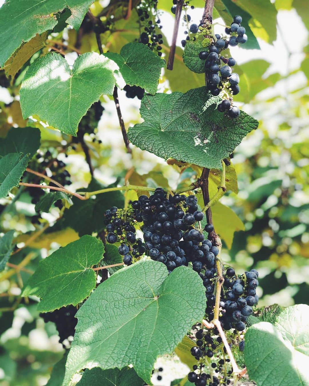 榎本美沙さんのインスタグラム写真 - (榎本美沙Instagram)「. 岡山県真庭市は、 蒜山(ひるぜんと読みます)ジャージー牛乳が有名なのですが、(これも美味しい！) . それだけではない魅力が満載です◎ . 訪れる度に、魅力的な方々と美味しいものたちが繋がる繋がる！ . みそ、お酢、お酒、ビール、チーズ、野菜、、 . 皆様に食べていただきたいものを探したり試したり〜◎ 美味しい発酵企画ができそうです。 . 無事戻りまして皆さまと企画を詰めていきます！ . . @greenable_hrzn @hankyu_greenage  #真庭 #岡山 #蒜山  #発酵 #発酵食品」9月5日 7時36分 - misa_enomoto
