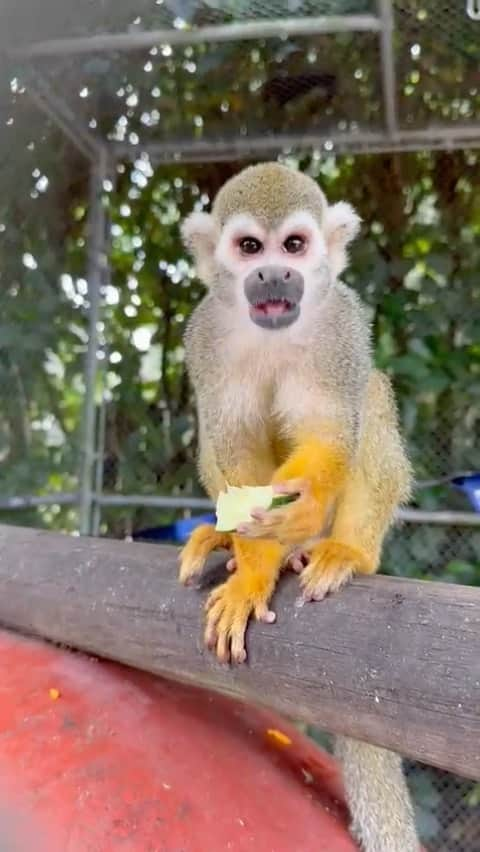 Zoological Wildlife Foundationのインスタグラム：「Leyla enjoying her piece of apple regardless of all the noise coming from Riley our cockatoo 🐵🥰  #notpets #squirrelmonkey #monkey #zwf #zwfmiami #wild #enrichment #wildlife」