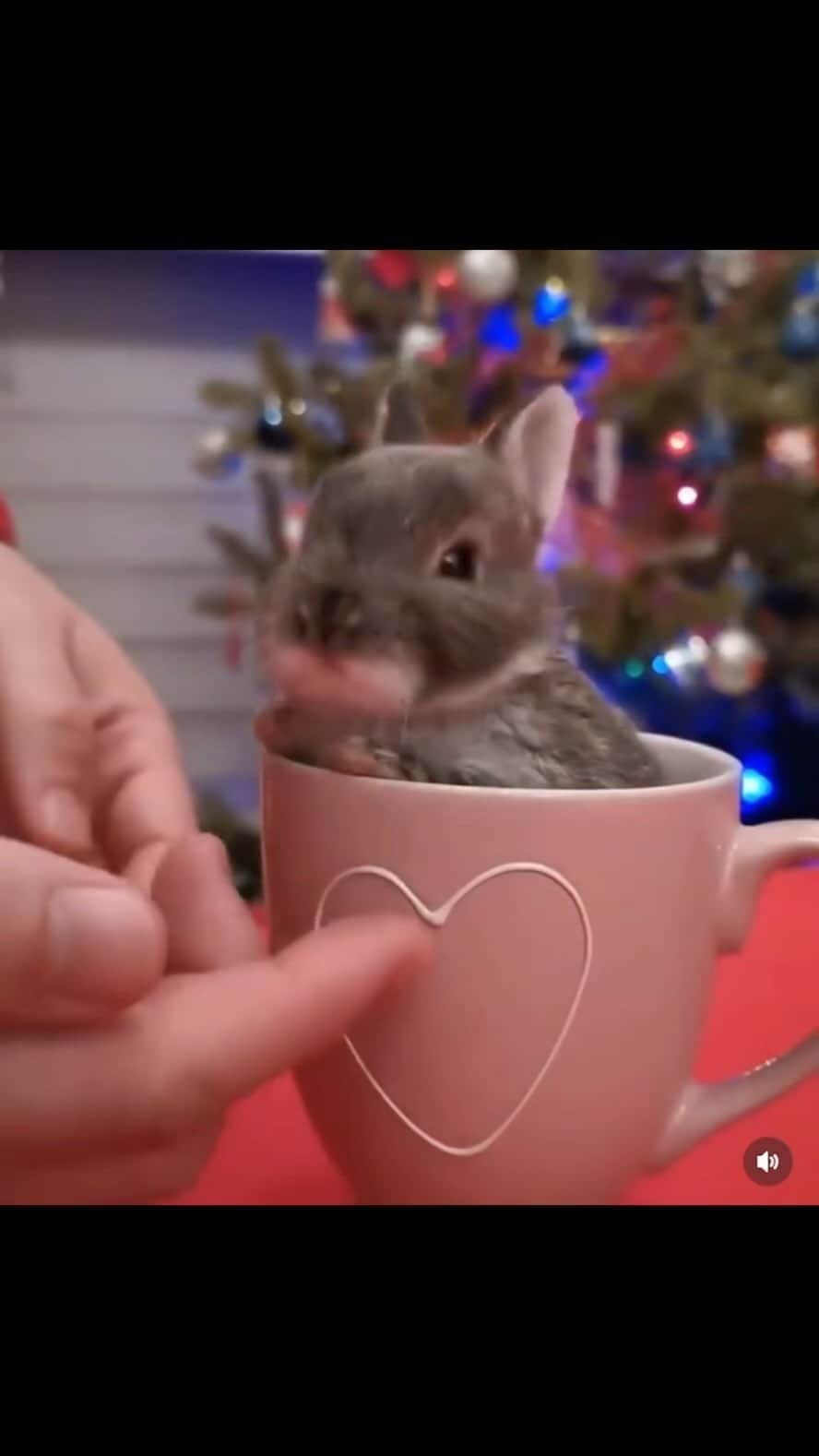 アイリーン・オルベラのインスタグラム：「Te quiero mucho mi bebé, mi cunipic y mi conejito. Gracias por haber sido la mascota de mis sueños  💕🐇💕 Descansa bebé 💔 Sin palabras 🥲🥰🥲 … I love you so much my baby, my cunipic and my bunny. Thank you for being the pet of my dreams. 💕🐇💕 Rest baby 💔 Speechless . . . #teo #mascota #adorable #tequiero #tequeremos #gracias #momentosunicos #rabbit #pet #love #remember #mibebe #miconejito」