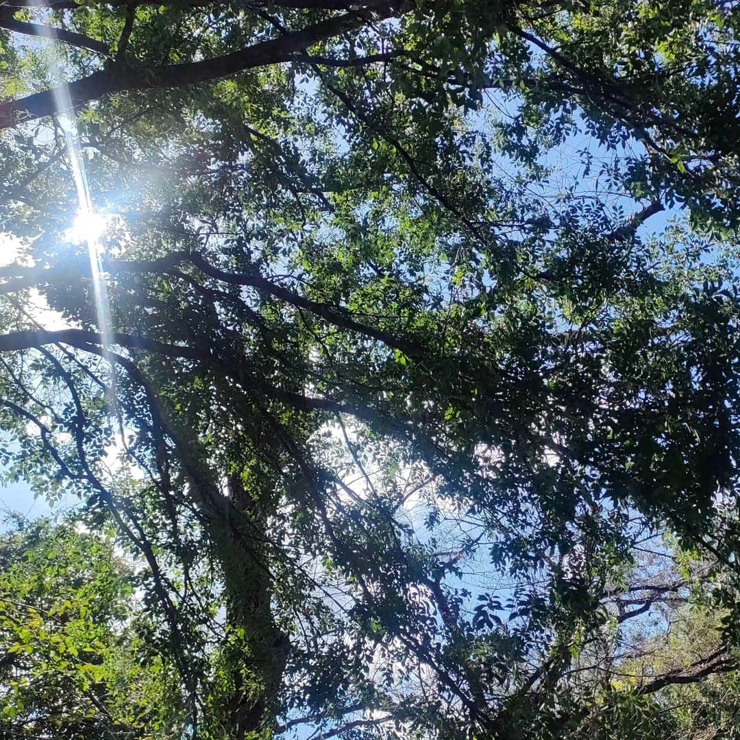 有馬徹さんのインスタグラム写真 - (有馬徹Instagram)「おはようございます。 久しぶりの朝の散歩。涼しくなってきたので再開。  #朝散歩  #朝のルーティン」9月5日 8時43分 - inuarima
