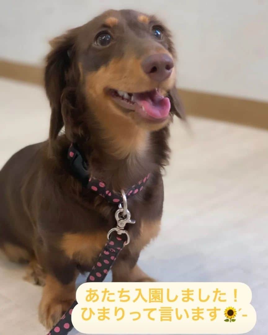くるみんのインスタグラム：「* 8月25日、ひまりちゃんは犬の幼稚園 @cocoa.dogkindergarten さんに入園しました！ 入園の日、素敵な写真をストーリーズにあげていただきました。 2回行ってからヒートが来てしまったので、現在お休みちうです… 若いうちに吸収してほしかったから、お休みは残念💦  10時から17時までたっぷりトレーニングしてもらって、頑張ったね あずきちゃんは安心してゆっくりしていたよ  #カニンヘンダックスフント #カニンヘンダックス多頭飼い #カニンヘンダックスの日常 #カニンヘンダックス #カニンヘン #カニンヘンダックスチョコタン #カニンヘンの会 #カニンヘンダックスフンド #チョコタンダックスフント #チョコタンダックスフンド #チョコタンダックス #チョコタン #ダックス多頭飼い #ダックスフントカニンヘン #ダックスフント #ダックスフンドチョコタン #ダックスフンドカニンヘン #ダックス部 #ダックス #ダックスフンド #ダックスの日常 #ダックス部 #ダックス #いぬバカ部 #いぬすたぐらむ #短足部 #犬の幼稚園 #dachshund #dachs #dog #dogstagram #instagramdogs」