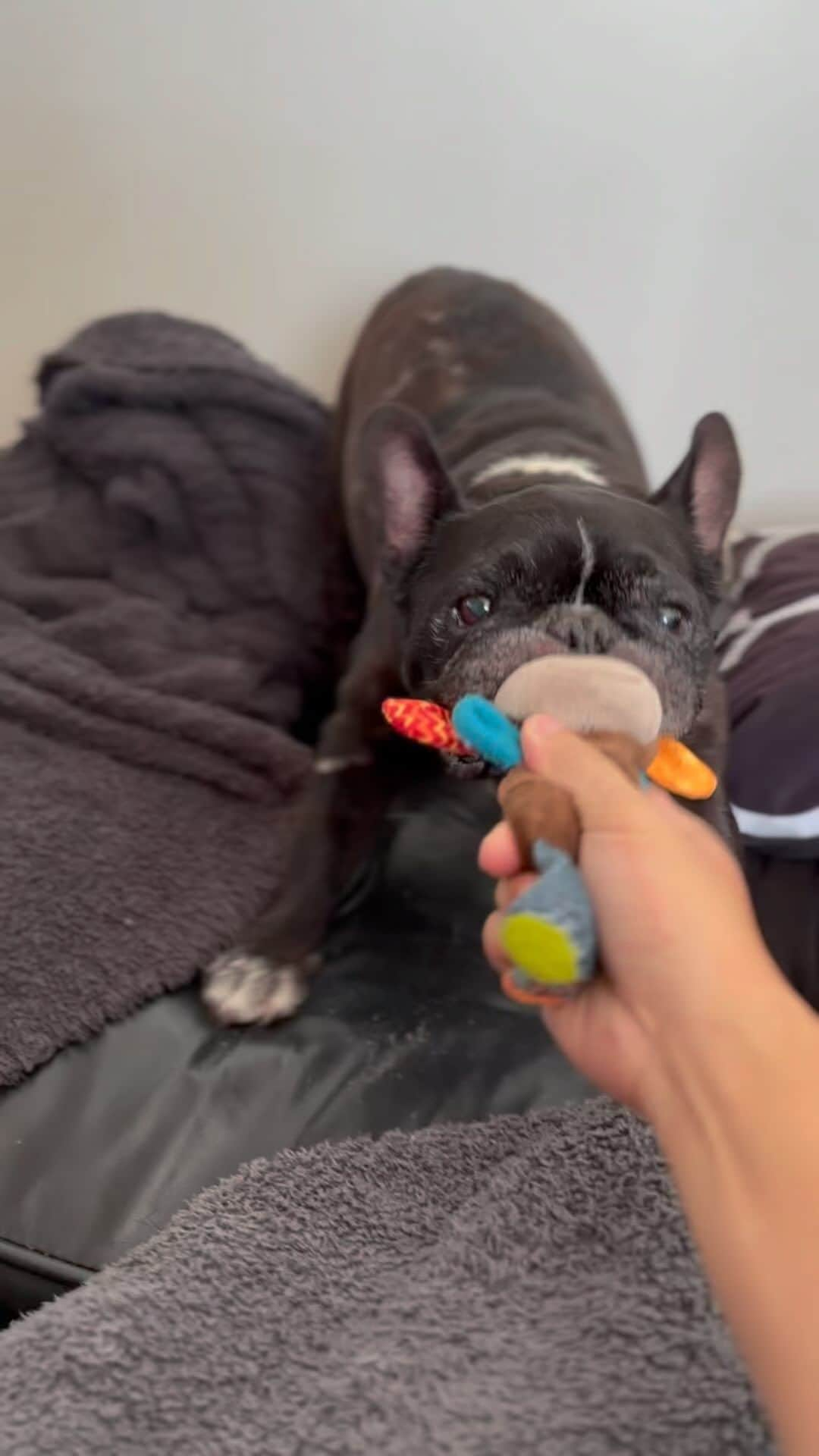 Turbo_dad フレブルのターボのインスタグラム：「膿皮症ちょっと酷いけど元気は元気  #frenchbulldog #frenchbulldogsofinstagram #frenchbulldoglife #frenchbulldoglove #frenchie #frenchiesofinstagram #frenchielove #フレンチブルドッグ #フレブル #ふれんちぶるどっぐ #フレブルライフ #フレブルのいる生活 #frenchiesociety #フレブルのいる暮らし #buhi #ブヒ」