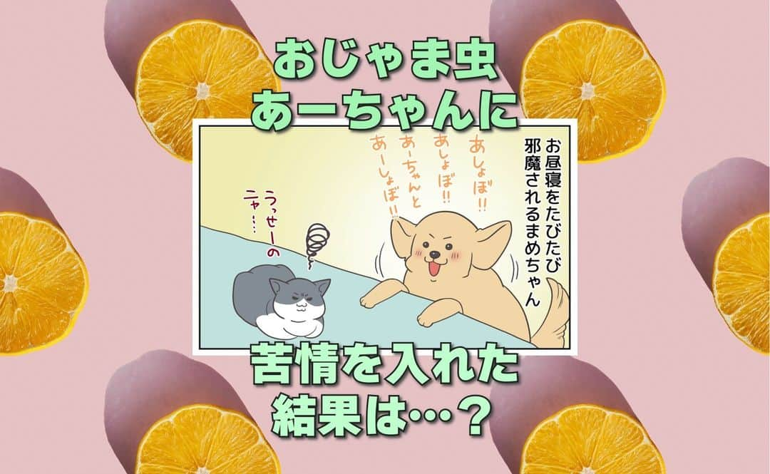 餅付きなこさんのインスタグラム写真 - (餅付きなこInstagram)「いつも元気なあーちゃんに、お昼寝を邪魔されたりと迷惑顔のまめちゃん  しかし、あーちゃんのごはん盗み食いしたりトレーニングのお邪魔したりとまめちゃんも結構おじゃま虫さんっぷりを発揮しています😁  そんな二人はやっぱり、似た者同士…⁉  #漫画 #イラスト #犬漫画 #絵日記 #エッセイ漫画 #コミックエッセイ#マンガ #日常漫画 #ゴールデンレトリバー #goldenretriever #ゴールデンレトリーバー #犬と生活 #4コマ漫画 #犬 #dog #dogstagram #instadog #わんこ #ふわもこ部 #いぬ #ilovemydog #いぬのきもち #大型犬 #大型犬のいる生活 #まめとアーティ #餅付きなこ #おさんぽですし！」9月5日 9時14分 - kinakomochitsuki