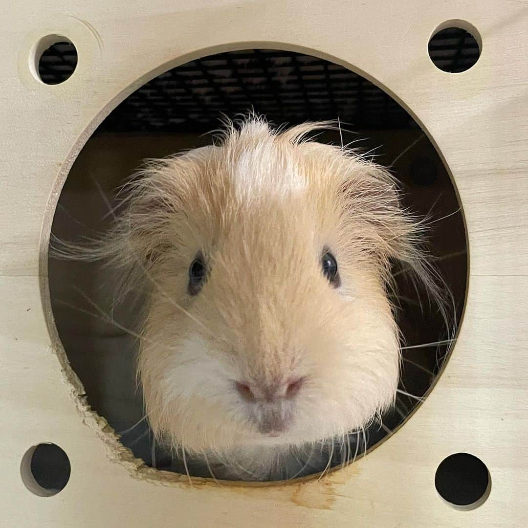 hamster_mocoさんのインスタグラム写真 - (hamster_mocoInstagram)「かわいい寝ぐせ🤭♥️  お久しぶりのパルくん🐹 食欲旺盛で元気にすごしてます☺️ 2023.9.5 ✼••┈┈••✼••┈┈••✼••┈┈••✼••┈┈••✼  #モルモットパル#モルモット#イングリッシュモルモット#モルモットのいる生活#モルモットベビー#モルモット好きと繋がりたい#guineapig#豚鼠#기니피그#天竺鼠」9月5日 9時36分 - asahi.fl