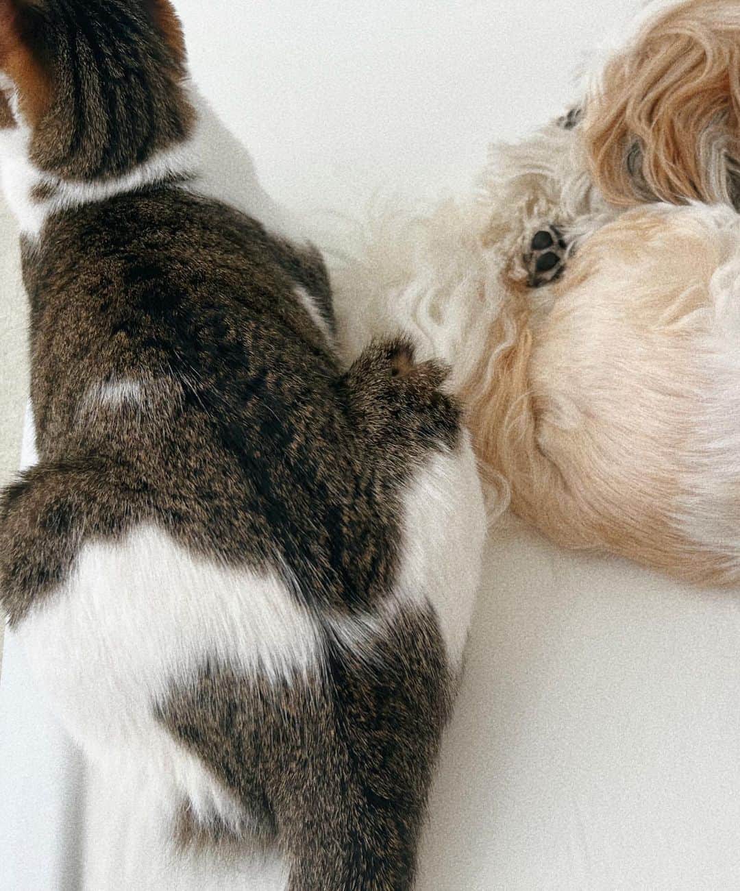 kazumiさんのインスタグラム写真 - (kazumiInstagram)「今日は午後から撮影だから 朝ごはんを食べに来た🍳🥗🥫 沢山歩いたからカブキはウトウトzzz 飼い主留守中に🐶🐱が 更に仲良くなっていて 朝起きたら足元でピッタリしていた🥹 かわいい、、！！癒 . #犬と猫のいる暮らし#犬#猫#犬のいる暮らし #猫のいる暮らし#カブキとグー#朝活#朝カフェ#kazumi」9月5日 10時01分 - kazumi0728