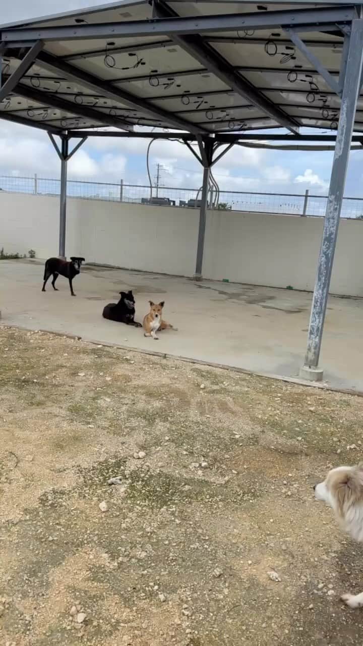 中原絵梨奈のインスタグラム：「人間どもおはよう  今日も頑張るんだぞー人間たち🐕🐕  笑」