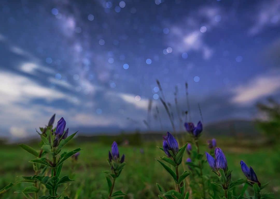 KAGAYAのインスタグラム：「月夜のりんどう。 秋の始まりの、夢のような光景。 （先日、福島県にて撮影）  「ああ、りんどうの花が咲いている。もうすっかり秋だねえ。」 カムパネルラが、窓の外を指さして言いました。 線路のへりになったみじかい芝草の中に、月長石ででも刻まれたような、すば らしい紫のりんどうの花が咲いていました。 宮沢賢治『銀河鉄道の夜』より  #moon #銀河鉄道の夜 #福島 #星空 #starphotography #sonyalpha #α7rv」