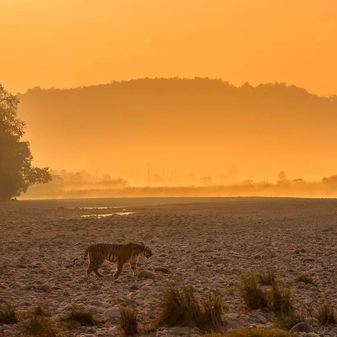 Discoveryさんのインスタグラム写真 - (DiscoveryInstagram)「A golden morning. 💛  A tiger enjoys a dawn stroll in Uttarakhand, India.  📷: @neeraj.bantia   #TigerTuesday #bigcats #India」9月5日 22時00分 - discovery