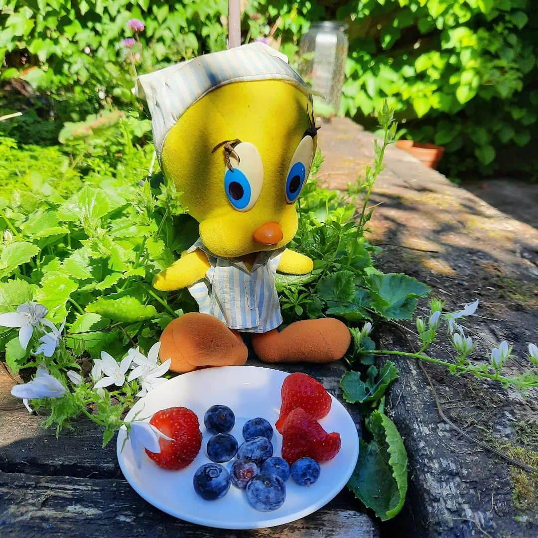 Little Yellow Birdさんのインスタグラム写真 - (Little Yellow BirdInstagram)「This is all I could find in the house, 3 slightly overripe strawberries and a handful of blueberries...(note to self: go buy chocolate!!) #honeygroveteapartytuesday #littleyellowbird #tweety #tweetykweelapis #adventures #yellow #bird #tuesday #snack #fruit #aardbeien #blauwebessen #overripe #ineedchocolate #stuf#plushiesofinstagram」9月5日 22時30分 - tweetykweelapis