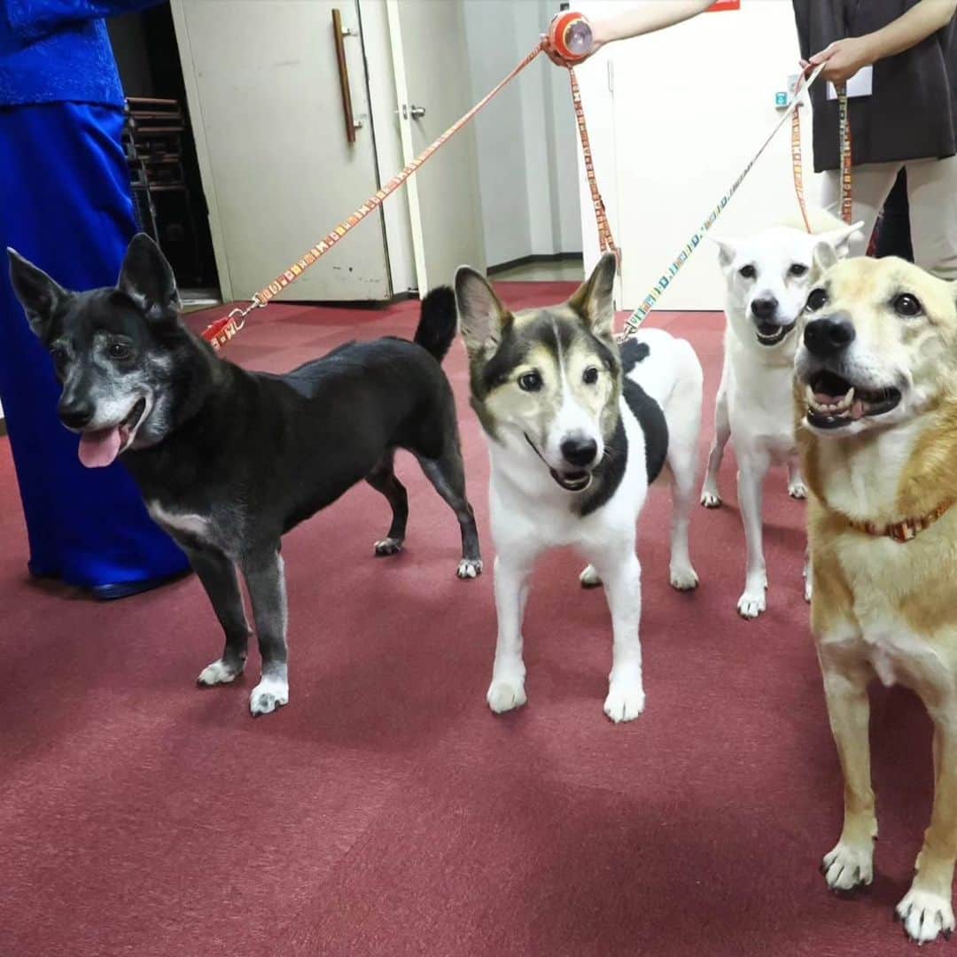 のインスタグラム：「動物保護のチャリティーコンサート『いのちの木陰』無事終了いたしました‼️ 失敗もありましたが😅出演者、スタッフ全員のチームワークで何とか乗り越えることができました🙆 佐良さんの歌も素晴らしかった～  この活動にお心を寄せて下さった皆様、本当に有難うございました。 心から感謝申し上げます。 この先も継続できますよう。引き続き宜しくお願いします🙇  とりあえずホッとしました。 でも正直疲れた～💦  #いのちの木陰 #安奈淳」