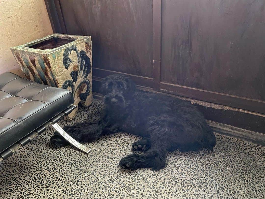 桐島かれんのインスタグラム：「今年の夏は暑すぎるのか、我が家の古いクーラーがきかなくなっているのか、毛で覆われた犬たちは大変です。涼しい場所を求め、ホッパーが玄関の土間で寝ています。 #ジャイアントシュナウザー#giantschnauzer」