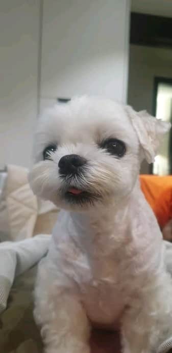 ハン・ゴウンのインスタグラム：「귀여운 내 하루.. 소중한 내 하루..♡♡♡, not a pup. 11 years old big lady~♡♡♡」