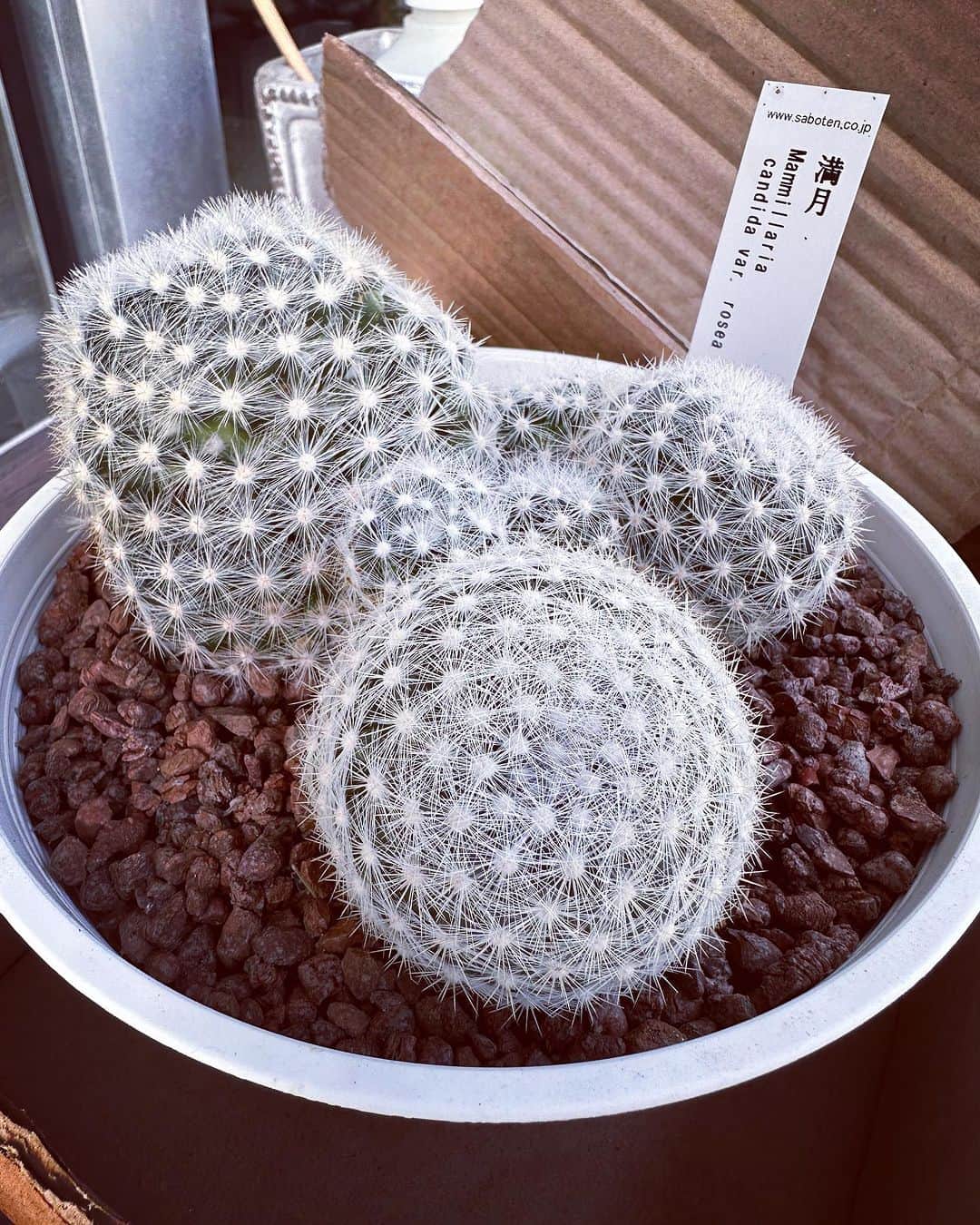 田中順也のインスタグラム：「趣味投稿 家の植物に新しい仲間が加わりました @gikouen_sabotenmura  瑞穂市にある岐考園さんでサボテンを買わせてもらいました🌵 村長ありがとうございます！！  岐阜には素敵なところがいっぱい☺️  #岐考園 #サボテン #アガベ #パキプス」