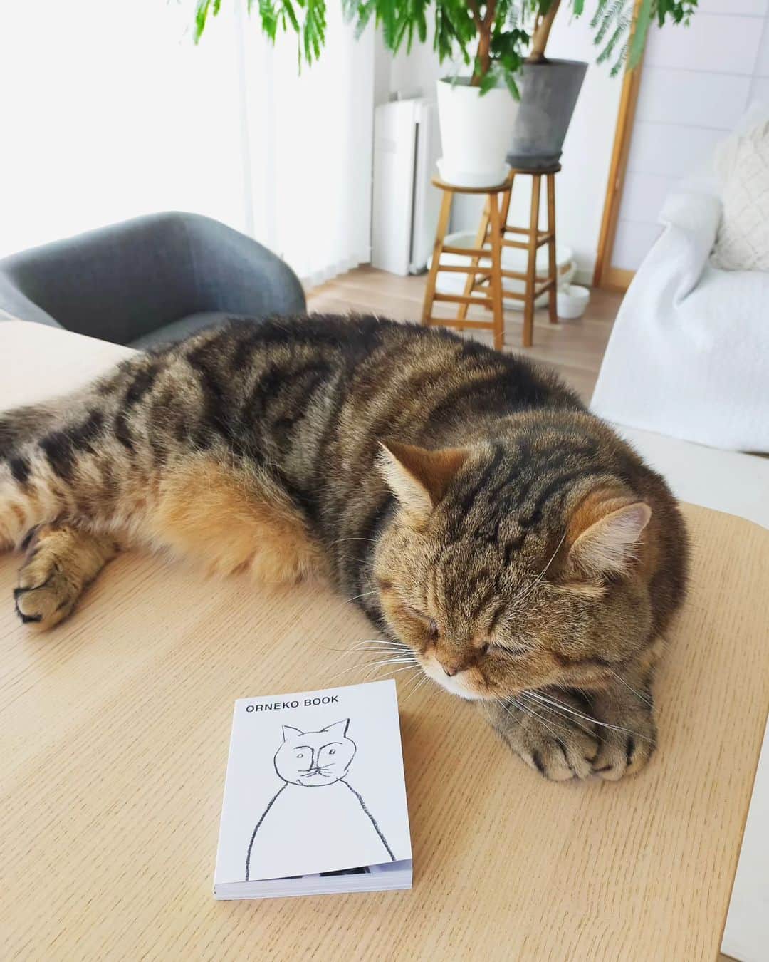 のインスタグラム：「ORNEKO BOOK  ①なんとも可愛い豆本📖 @orneko_bu さんの写真集のようなブランドムックです。  ②窓辺の一角にさりげなく置いているだけでも可愛い🎶 偶然にも9月のカレンダーは小梅とオルネコサブレの写真でした😆  ③パラパラ何度でも眺めてしまいます。  こちらのORNEKO BOOKは 9/1～10/1の間、配布キャンペーンをされています。 詳しくは @orneko_bu @ornedefeuilles さんをチェックしてみてくださいね✨  #ornekobook #ornedefeuilles #オルネコ部 #オルネドフォイユ #猫とインテリア #猫との暮らし」