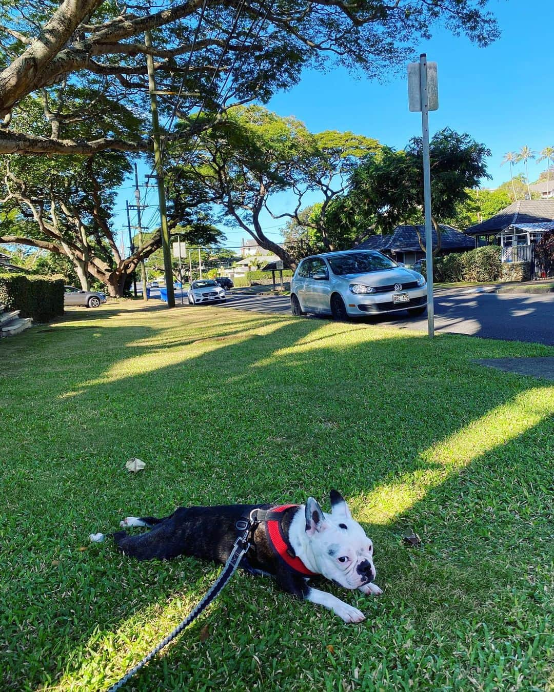 工藤まやのインスタグラム：「Manoa Valley + Dog🐶  #hawaii #dottie #manoa」