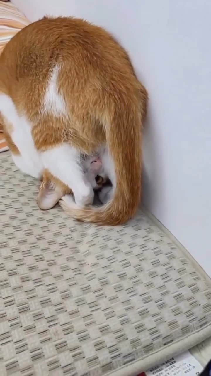 Aww Clubのインスタグラム