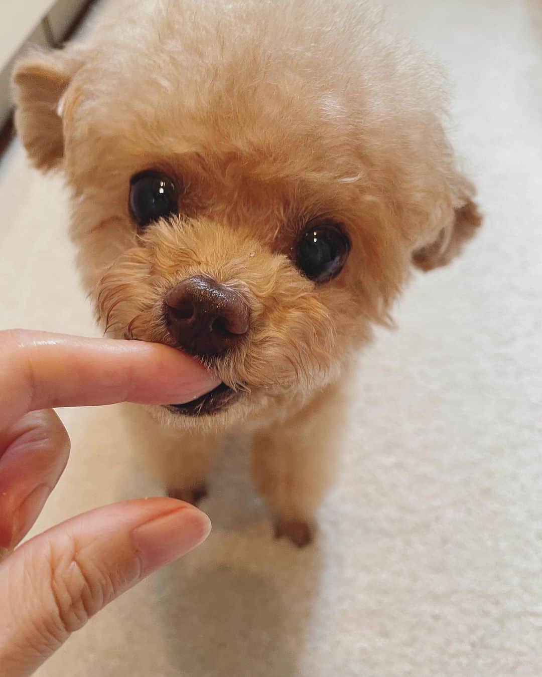 ふわのインスタグラム：「つまみ食いはサイコー!! お目目がキラキラに🤩  #toypoodle#toypoodlegram#dogsofinstagram#instadog#doglover#doglife#cutedog#dog#fuwamama#ふわもこのふわ#ふわ#トイプードル#ふわもこ部#犬バカ部#親バカ部#犬のいる暮らし#いぬすたぐらむ#つまみ食い」