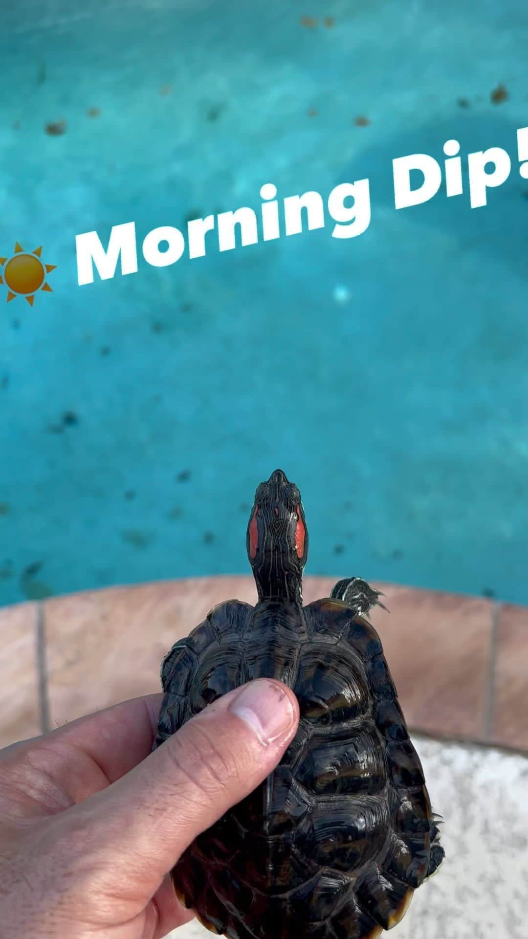ランス・アーチャーのインスタグラム：「Kevin the Murder Turtle going for his morning swim! His bit of freedom from his little tank.   (To those who can’t help but put their two cents in. The pool doesn’t have hardly any chemicals. He does this daily. And he’s fine and HAPPY!)」