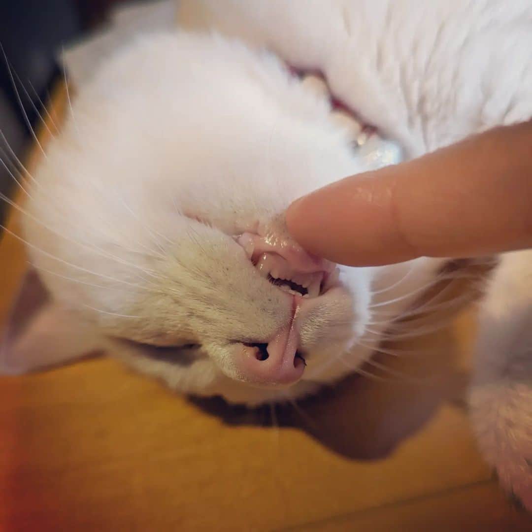 岡田屋鉄蔵のインスタグラム：「齒!」