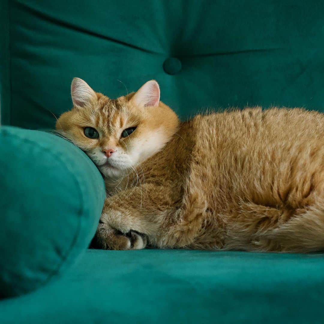 Hosicoのインスタグラム：「Me and my sofa cushion 😺」