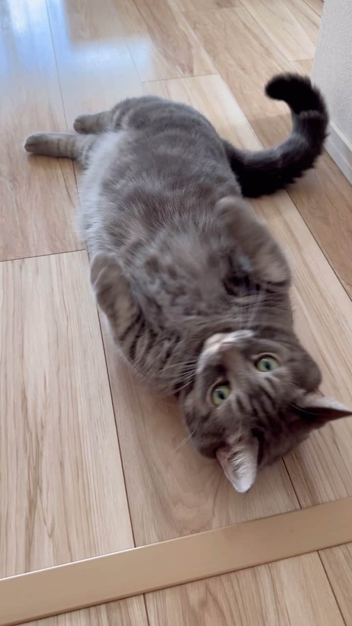 bunny & 2 catsのインスタグラム：「Gomazou😽,Enzou🐱 and Ginzou😺  _ 🐾ただいま♡ 🐾今日はごまちゃんが一番にお出迎えしてくれました♡ 🐾帰りが遅いとぶうちゃんがドアのところで仁王立ちするよ😁 _ #scottishfold#多頭飼い#ねこ#猫#cats#cute#amazing#スコティッシュフォールド#マンチカン#マンチカン#チンチラ _ #PECO#ねこ#9gag#WeeklyFluff#ふわもこ部#instavideo#ねこのきもち#catsofinstagram#instagram#instagramjapan#猫動画#cats_of_world」