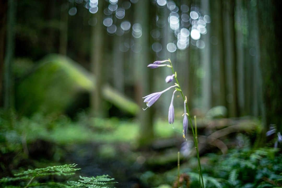 花の写真館のインスタグラム：「Photo by Shuichiro Shikano. . Original Post[投稿いただいたURL] https://www.facebook.com/photo.php?fbid=1272752333513565 . 本アカウントは、 #私の花の写真 をつけてInstagramに投稿された皆さまの花の写真や、「花の写真館」Facebookページで投稿された花の写真を紹介します。 「花の写真館」Facebookページは、「 @floral.photograph 」のプロフィールにあるURLからご覧ください。 . ※各種法令、マナー、関係者の指示に従った撮影をお願いします。 *Please ensure that your photography adheres to all relevant laws, etiquette, and instructions issued by authorized persons. ※本アカウントは東京カメラ部がFacebook、Instagramのサービスを利用して運営しているもので、Meta社・Instagramとは一切関係ありません。 . #花の写真館 #floralphotograph #floralphoto #flower #flowers Follow: @floral.photograph」