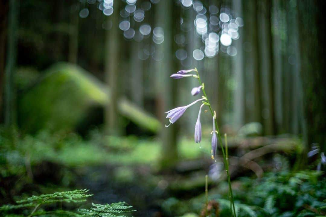 花の写真館さんのインスタグラム写真 - (花の写真館Instagram)「Photo by Shuichiro Shikano. . Original Post[投稿いただいたURL] https://www.facebook.com/photo.php?fbid=1272752333513565 . 本アカウントは、 #私の花の写真 をつけてInstagramに投稿された皆さまの花の写真や、「花の写真館」Facebookページで投稿された花の写真を紹介します。 「花の写真館」Facebookページは、「 @floral.photograph 」のプロフィールにあるURLからご覧ください。 . ※各種法令、マナー、関係者の指示に従った撮影をお願いします。 *Please ensure that your photography adheres to all relevant laws, etiquette, and instructions issued by authorized persons. ※本アカウントは東京カメラ部がFacebook、Instagramのサービスを利用して運営しているもので、Meta社・Instagramとは一切関係ありません。 . #花の写真館 #floralphotograph #floralphoto #flower #flowers Follow: @floral.photograph」9月5日 19時30分 - floral.photograph