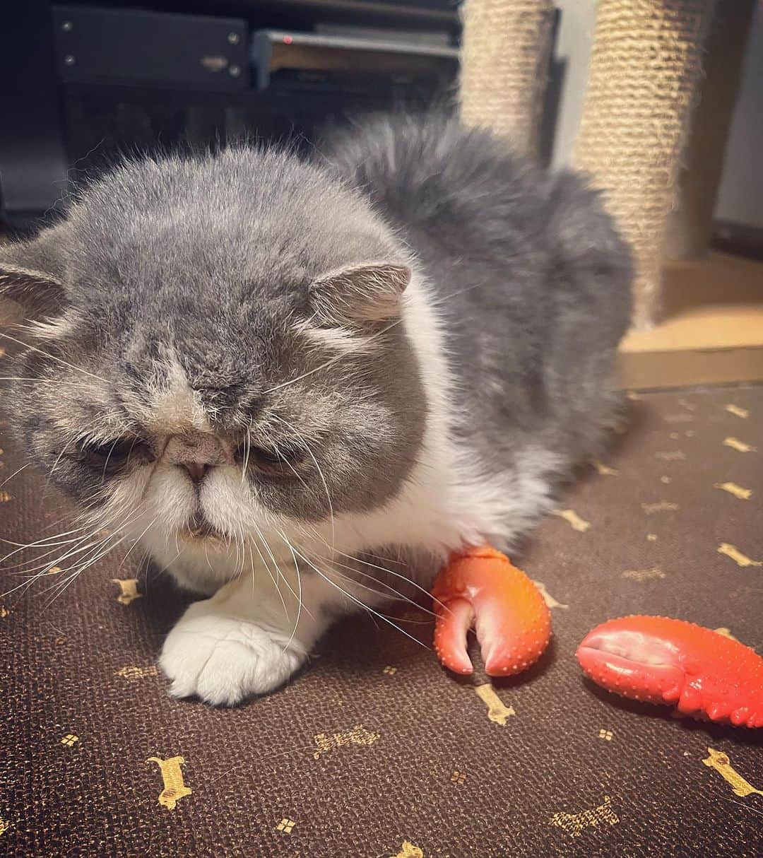 ムスカ(Muska)さんのインスタグラム写真 - (ムスカ(Muska)Instagram)「カニ猫🦀🐈  #ムスカ #エキゾチックショートヘア #ねこすたぐらむ #ふわもこ部 #にゃんすたぐらむ #ねこ部 #にゃんこ #ねこのいる生活 #ねこのきもち #猫写真 #猫大好き #ペコねこ部 #ねこバカ #愛猫 #냥스타그램 #귀여워 #猫咪 #catstagram #kitty #petstagram #instacat #meow #catoftheday #ilovemycat #catstagram_japan #instagramcats #cutepets #Kedi #cat_of_Instagram #katter」9月5日 19時26分 - exotic_toshi